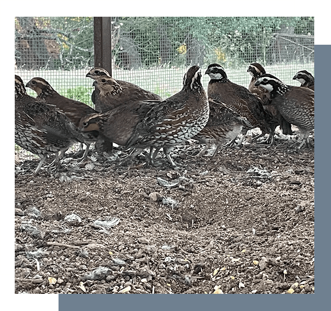 Kuebel Quail Haus LLC