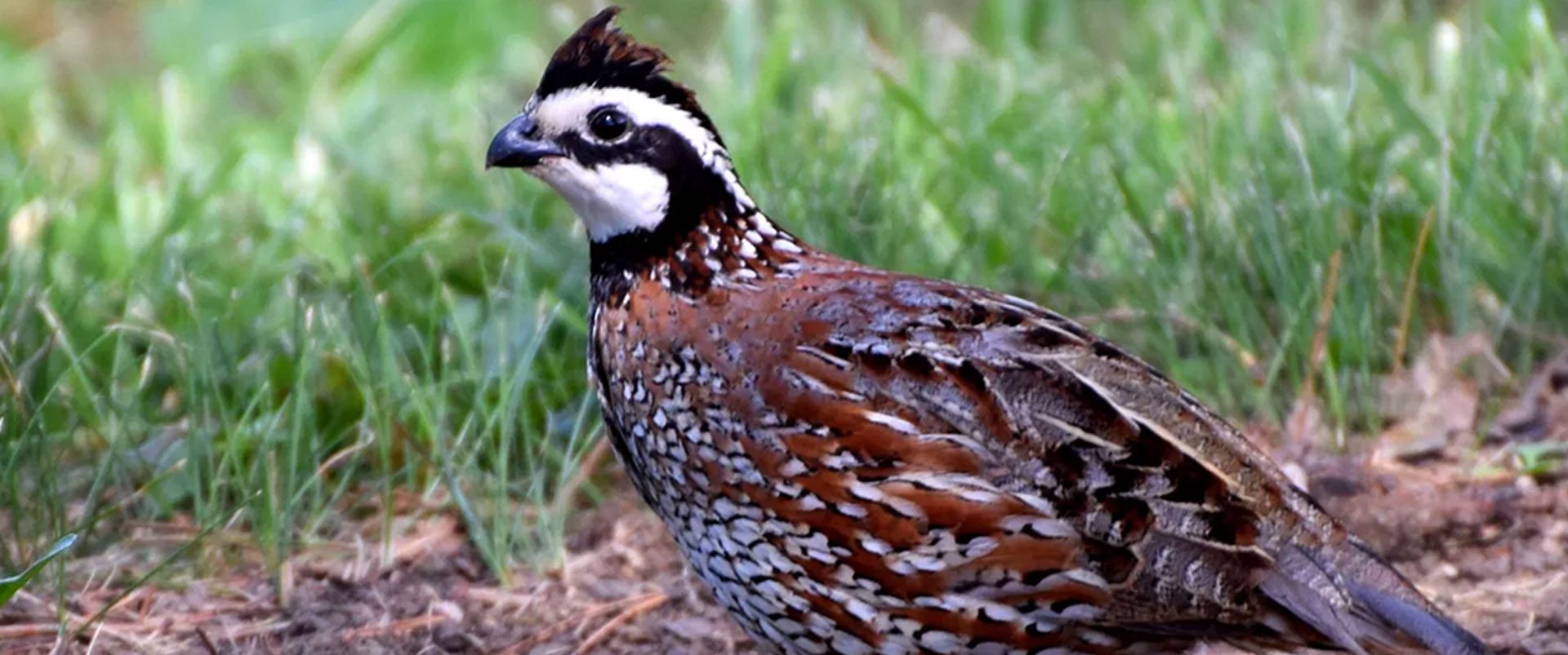 Kuebel Quail Haus LLC